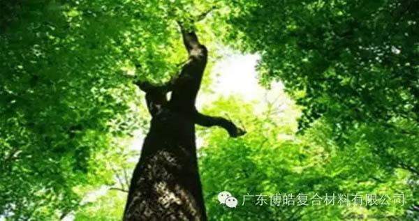 【博皓感悟】欲為大樹，莫與草爭-1